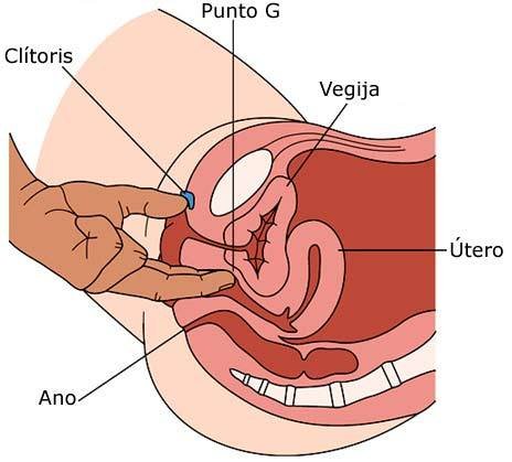 El punto G en una mujer