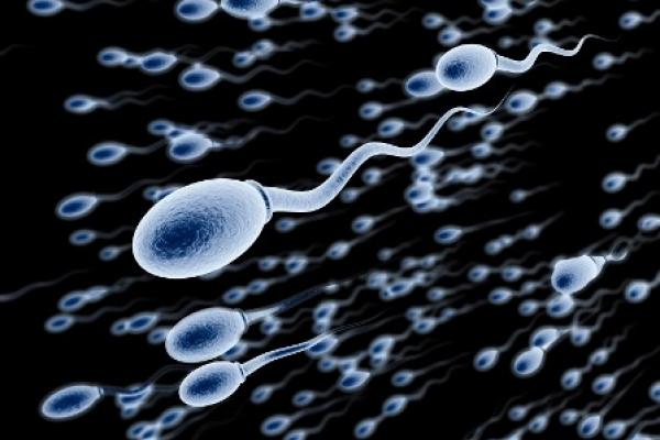Curiosidades sobre los espermatozoides