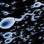 alimentos para tus espermatozoides