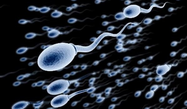 alimentos para tus espermatozoides