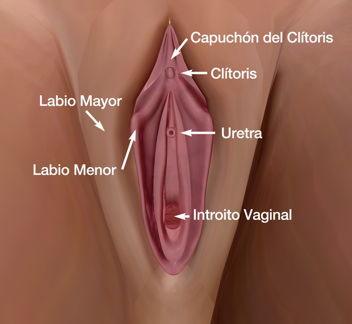 ¿Cómo estimular el clítoris? - Blog de Sexo Telefónico X
