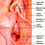 labios genitales normales